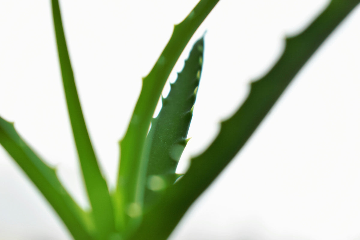 agave franzosini Agave franzosinii main image 1