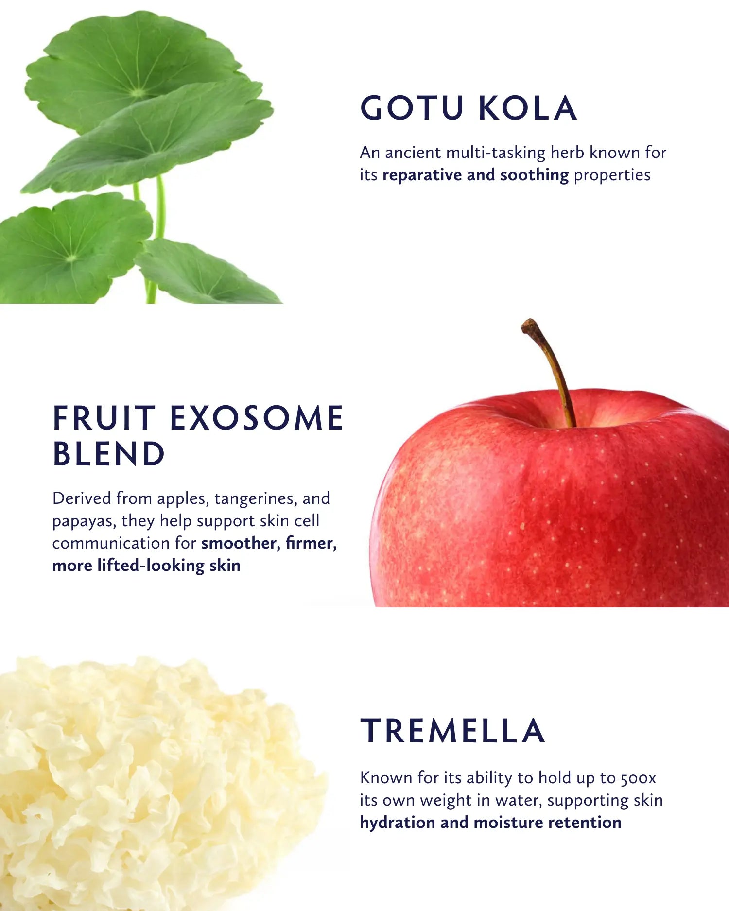 Gotu Kola + Fruit Exosome Duo