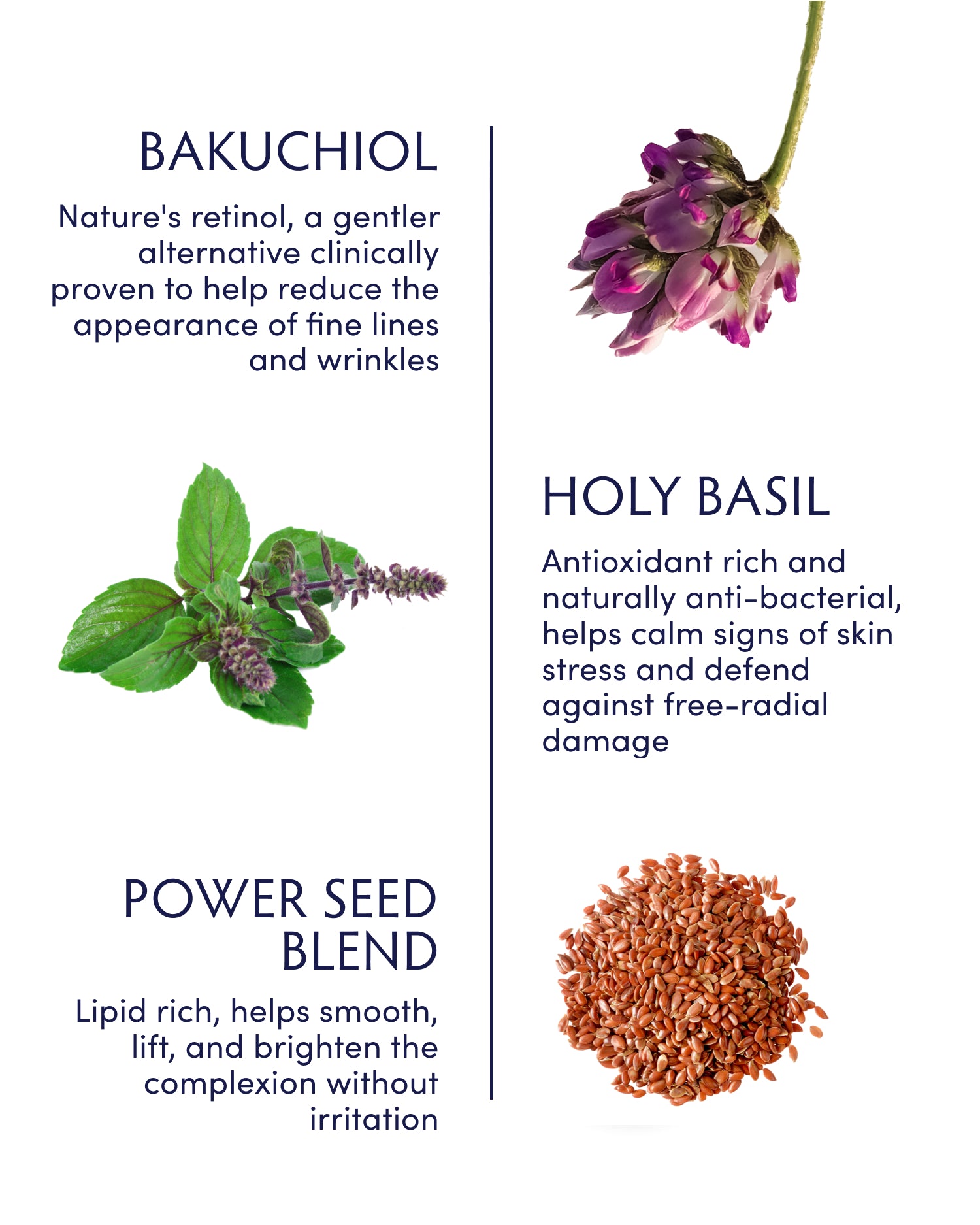 Holy Basil & Bakuchiol Ageless Night Oil