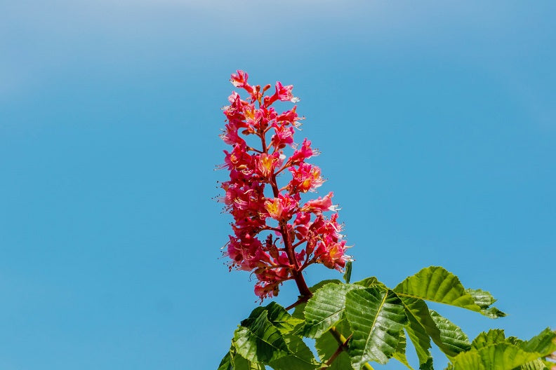 Horse-chestnut-flower_unsplash-1.jpg