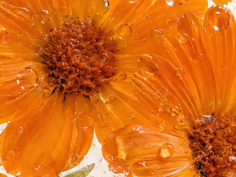 INGREDIENT-CALENDULA_800X600_92451f03-aefc-4607-8e6d-65ae86d30904.webp