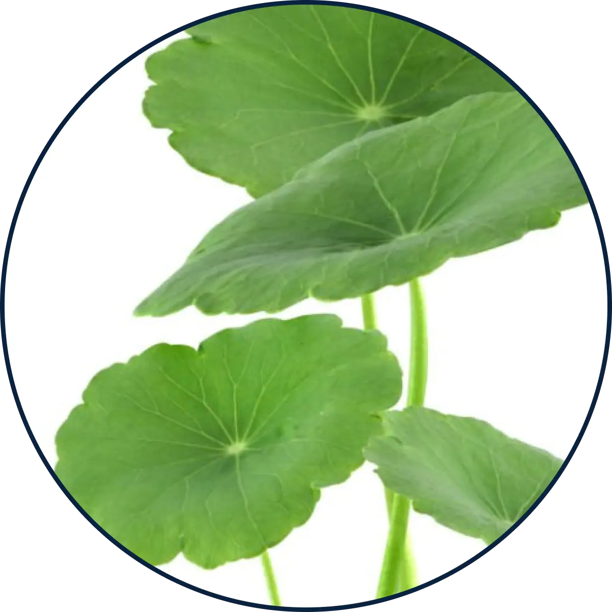 Skin Resilience Powerhouse Ingredients Like Gotu Kola