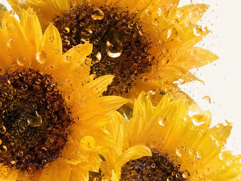 INGREDIENT-SUNFLOWER-SEED-OIL_800X600_c0662f86-fb37-43f1-8c9a-95f33cb7d232.webp
