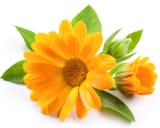Calendula