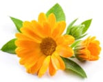 Calendula