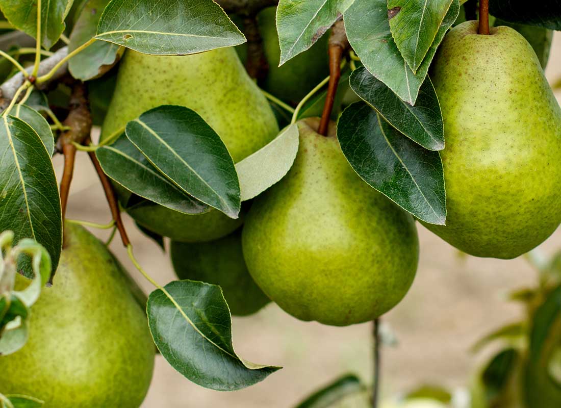 Pear Fig Polishing Enzyme Peel | Naturopathica