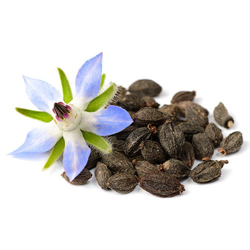 Borage Seed Oil