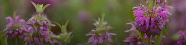 field of flowers