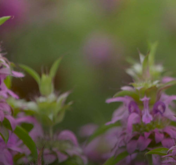 field of flowers