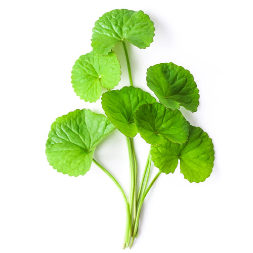 Gotu Kola