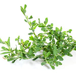 Knotgrass