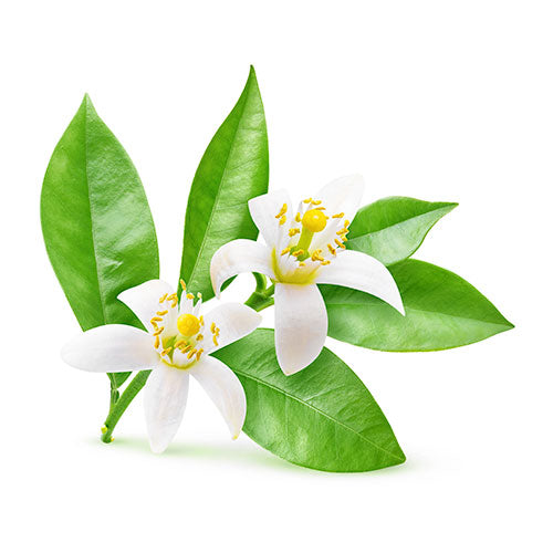 Neroli Oil