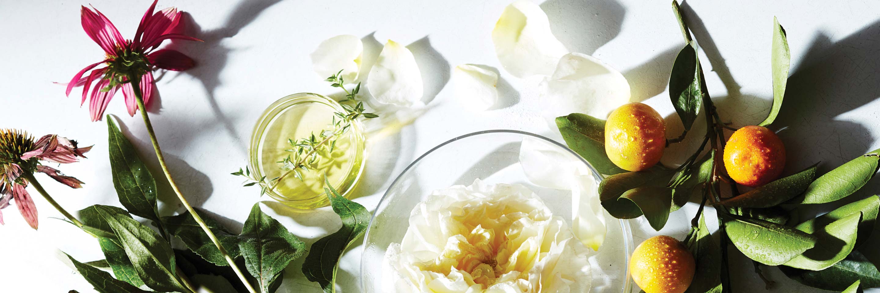 Naturopathica Ingredients laying on a white table