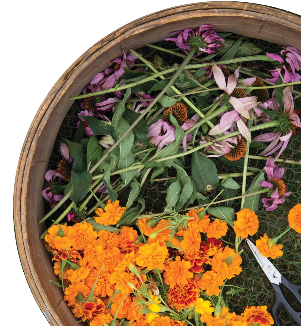 Calendula and Echinacea flowers cut in a basket