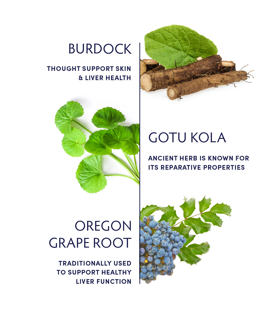Burdock, Gotu Kola, Oregon Grape Root