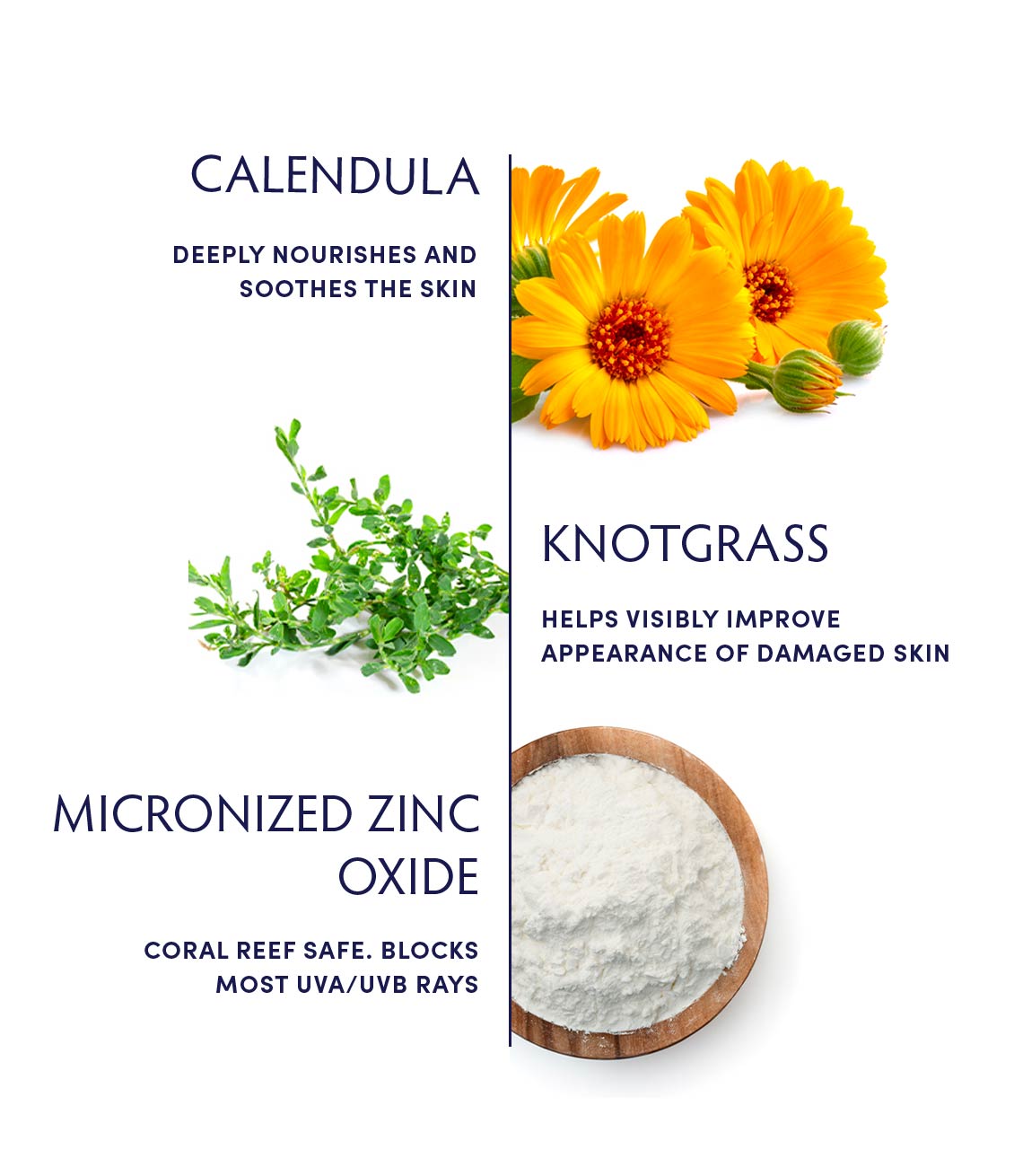 Calendula Essential Hydrating Lotion ingredients