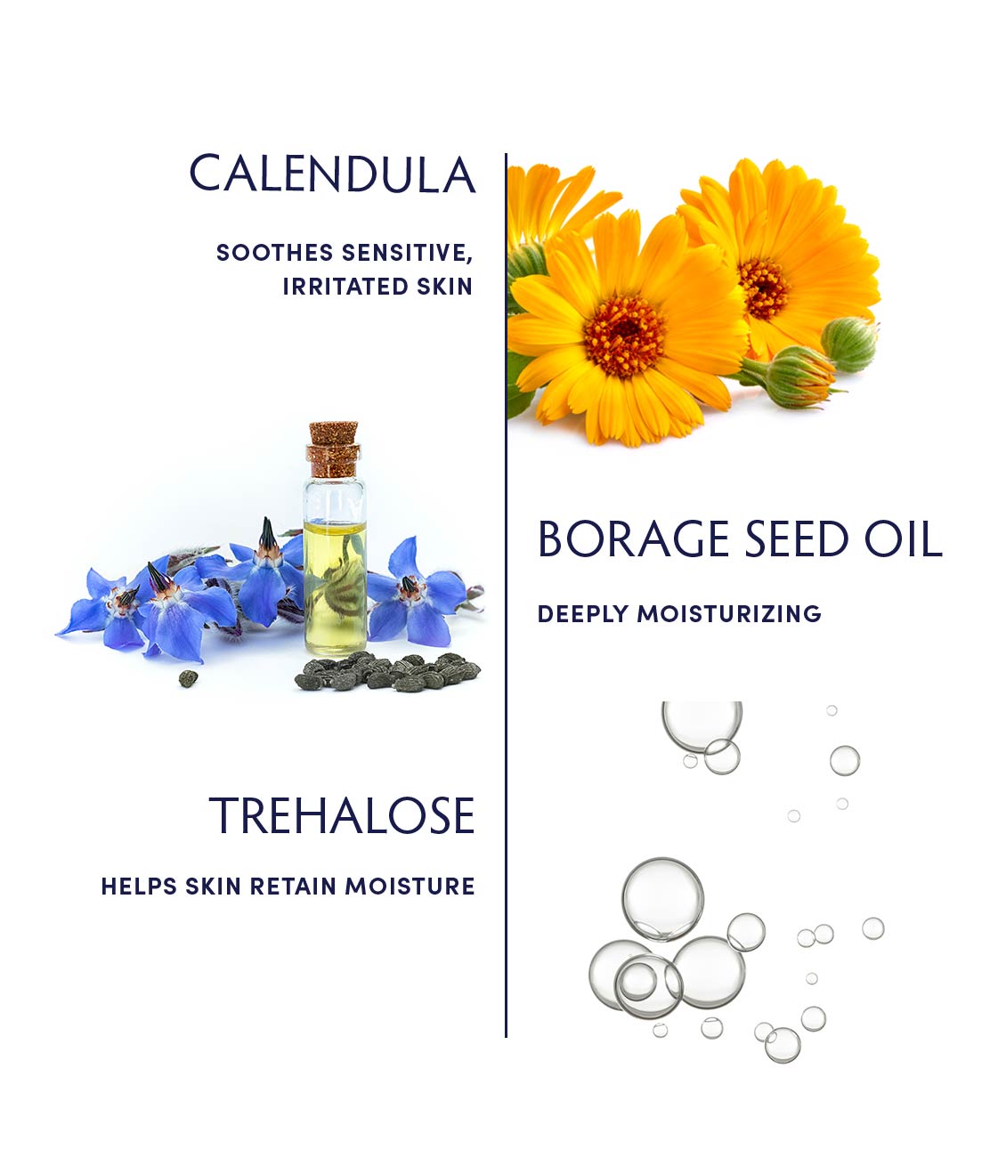 Calendula Essential Hydrating Cream Ingredients