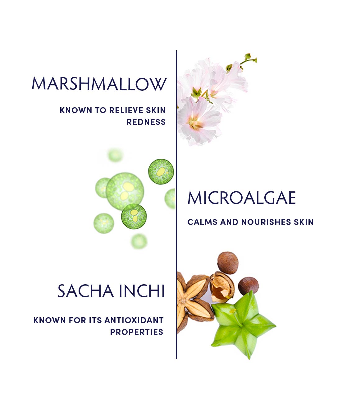 Marshmallow & Microalgae Sensitivity Soothing Creme ingredients