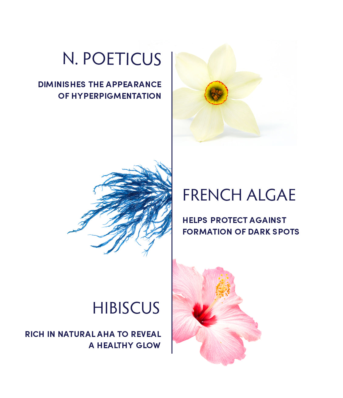 N. Poeticus & French Algae Brightening Essence ingredients